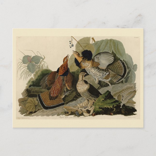 Ruffed Grouse - from Audubon's Birds of America Postcard (Front)