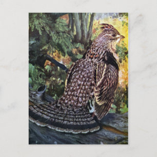 Ruffed Grouse in the Forest Postcard