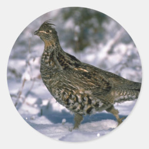 Ruffed grouse standing in snowy woods classic round sticker