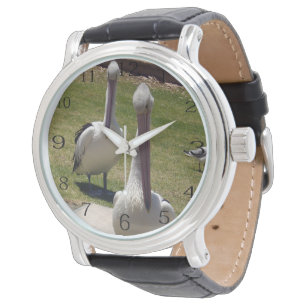 Ruffled Feathers: Pelicans With A Attitude, Watch