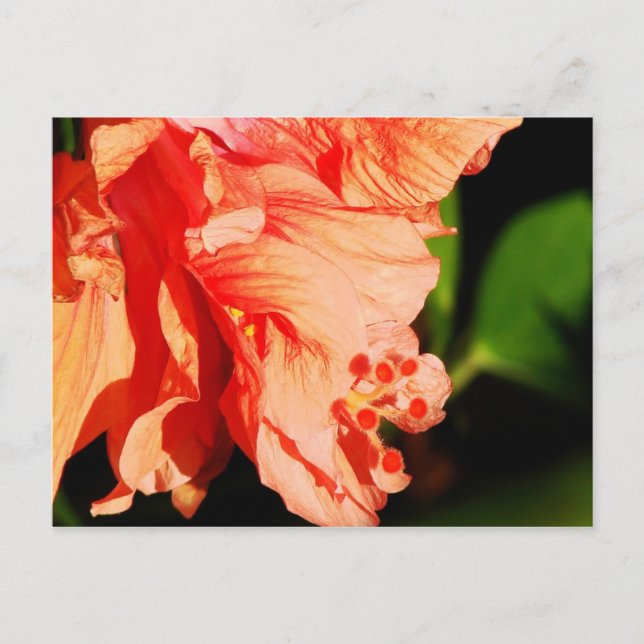 Ruffled Hibiscus Postcard (Front)