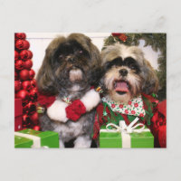 Ruffles and Riley - Shih Tzu - Miller