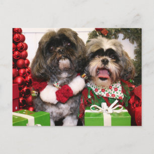 Ruffles and Riley - Shih Tzu - Miller Postcard