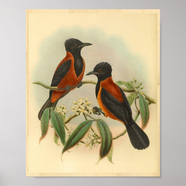 Rufous Black Wood Shrike Vintage Red Bird Print (Front)
