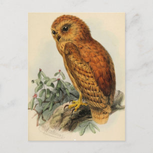 Rufous Fishing Owl Vintage Illustration Postcard