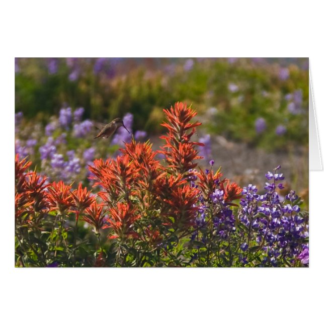 Rufous Hummingbird (Front Horizontal)