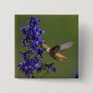 Rufous Hummingbird 2 Inch Square Button