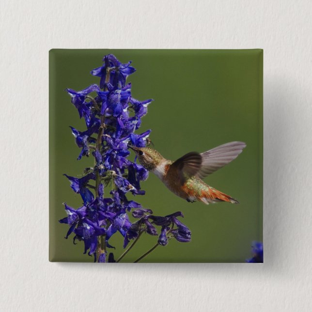 Rufous Hummingbird 2 Inch Square Button (Front)