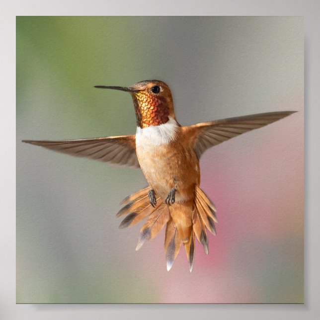 Rufous hummingbird Blank Note Card Poster (Front)