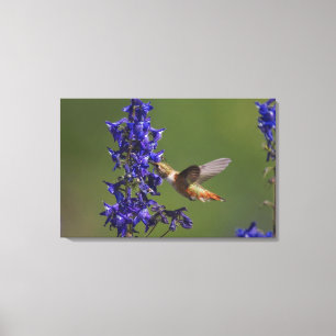 Rufous Hummingbird Canvas Print