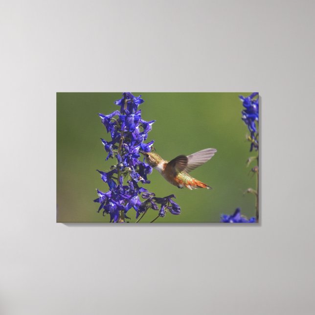 Rufous Hummingbird Canvas Print (Front)