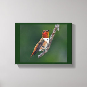 Rufous Hummingbird Canvas Print