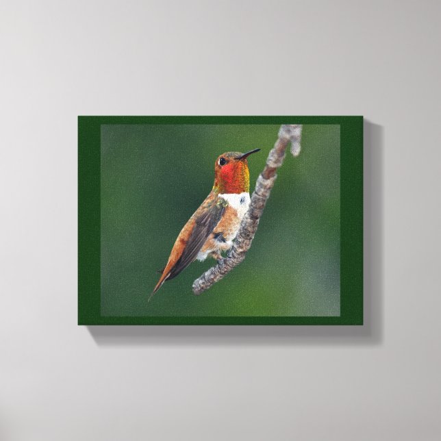 Rufous Hummingbird Canvas Print (Front)