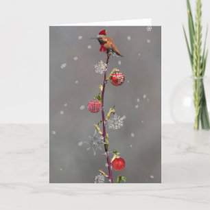 Rufous Hummingbird Christmas Card