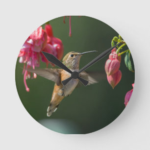 Rufous Hummingbird feeding on a Fuchsia Round Clock