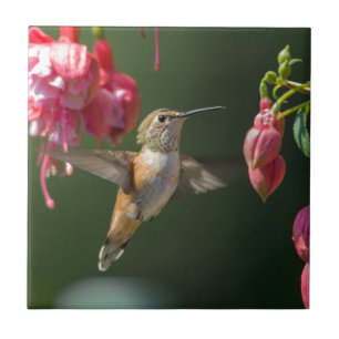 Rufous Hummingbird feeding on a Fuchsia Tile