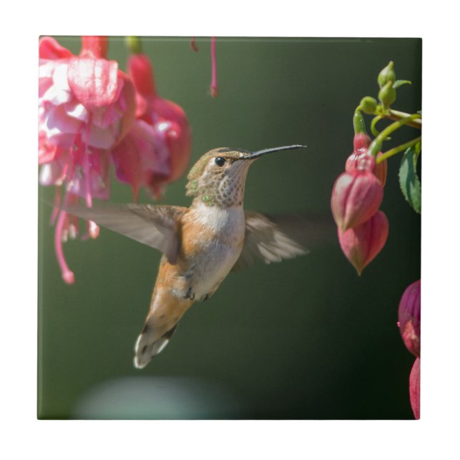 Rufous Hummingbird feeding on a Fuchsia Tile (Front)