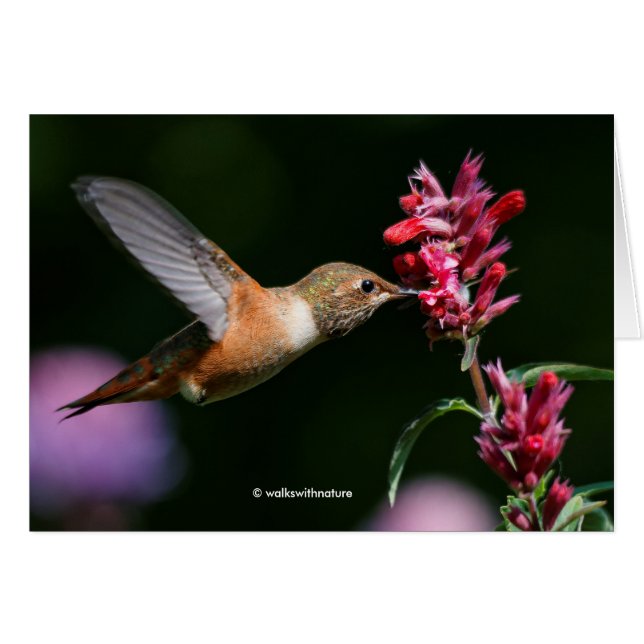 Rufous Hummingbird Feeding on the Anise Hyssop (Front Horizontal)