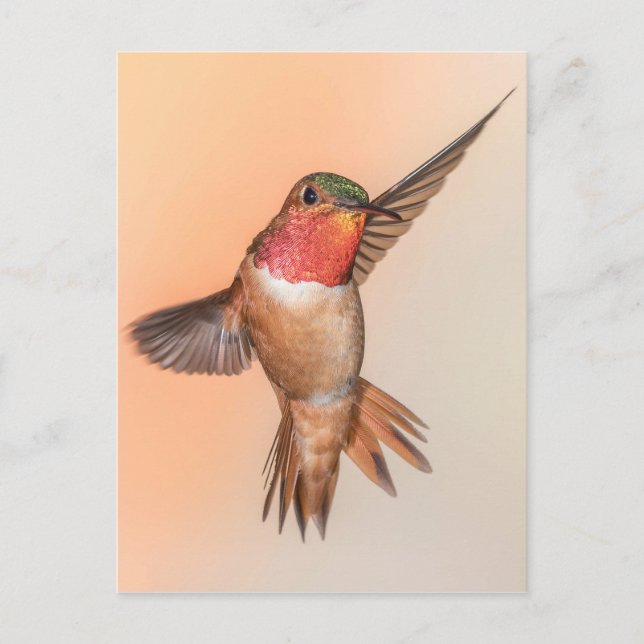 Rufous Hummingbird in a Stunning Pose Postcard (Front)