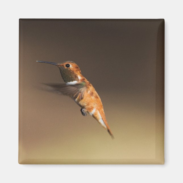 Rufous Hummingbird in flight Magnet (Front)