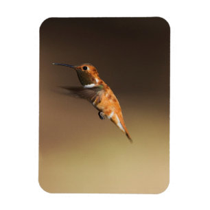 Rufous Hummingbird in flight Magnet