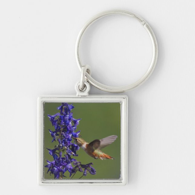 Rufous Hummingbird Keychain (Front)