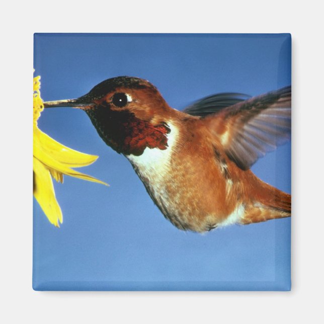 Rufous Hummingbird Magnet (Front)