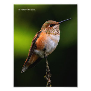 Rufous Hummingbird on the Hybrid Fruit Tree Photo Print