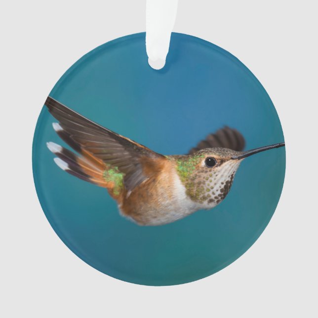 Rufous Hummingbird Ornament (Front)