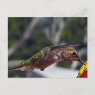 Rufous Hummingbird - Post Card