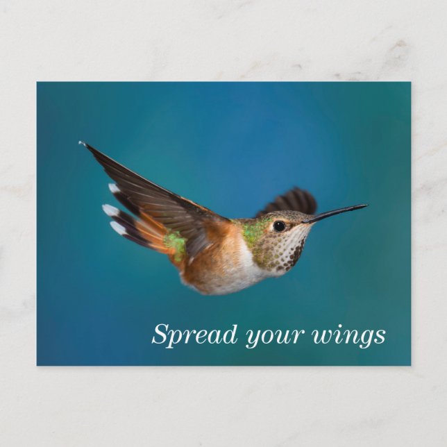 Rufous Hummingbird Postcard (Front)