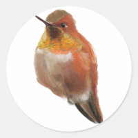 Rufous Hummingbird (Selasphorus rufus)