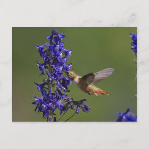 Rufous Hummingbird, Selasphorus rufus, female Postcard