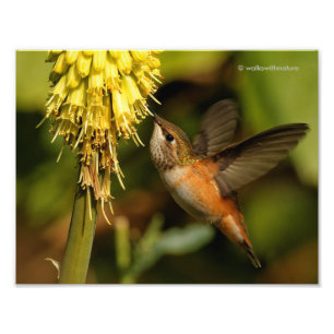 Rufous Hummingbird Sipping Kniphofia Nectar Photo Print