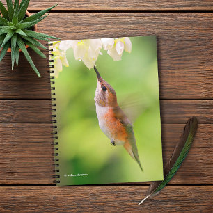 Rufous Hummingbird Sips Blueberry Blossom Nectar Notebook