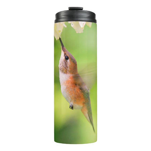 Rufous Hummingbird Sips Blueberry Blossom Nectar Thermal Tumbler (Front)