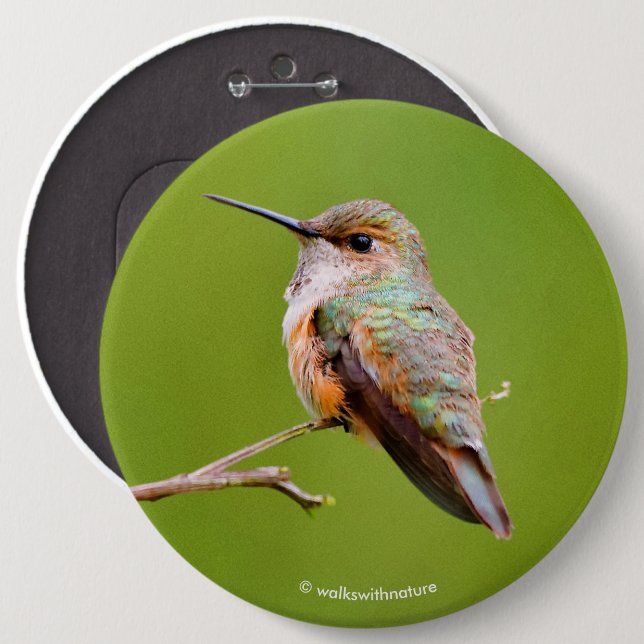 Rufous Hummingbird Sitting in the California Lilac 6 Inch Round Button (Front & Back)