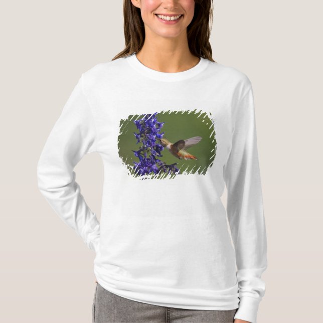 Rufous Hummingbird T-Shirt (Front)