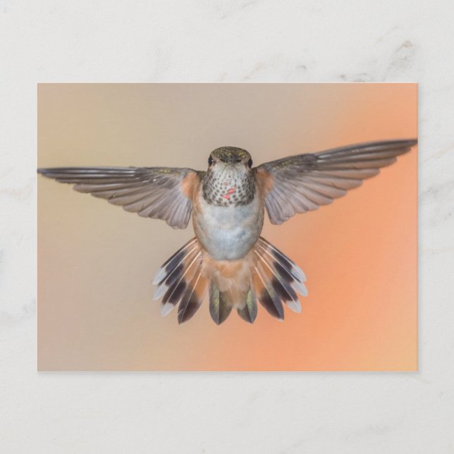 Rufous Hummingbird Wings Wide Open Postcard (Front)