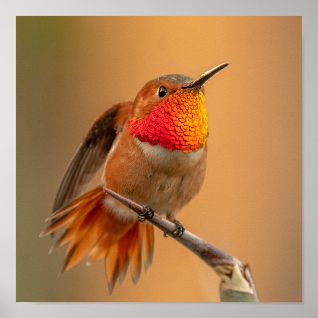 Rufous Hummingbird with Ruffled Feathers Poster (Front)