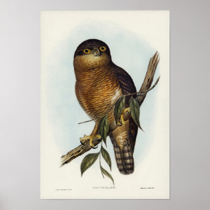 Rufous Owl by Elizabeth Gould Poster