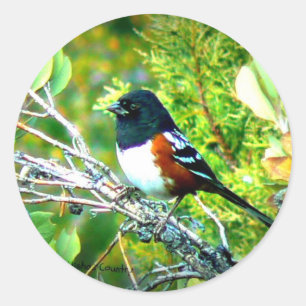 Rufous Sided Towhee Sparrow Classic Round Sticker