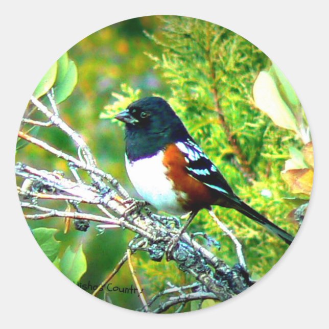 Rufous Sided Towhee Sparrow Classic Round Sticker (Front)