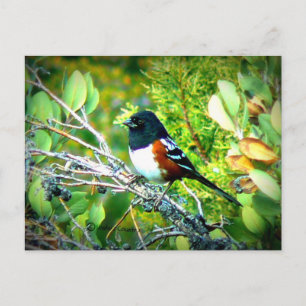 Rufous Sided Towhee Sparrow Postcard