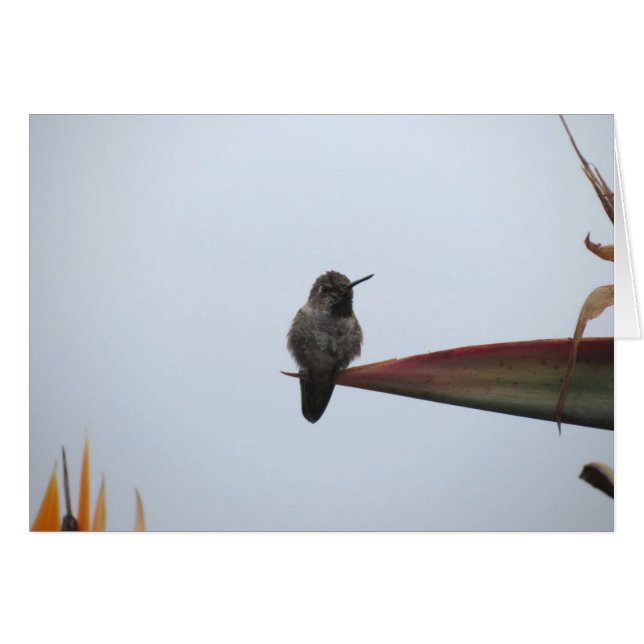 Rugged Hummingbird  2014 (Front Horizontal)