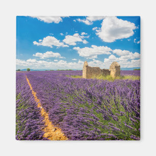 Ruin in Lavender Field, France Magnet