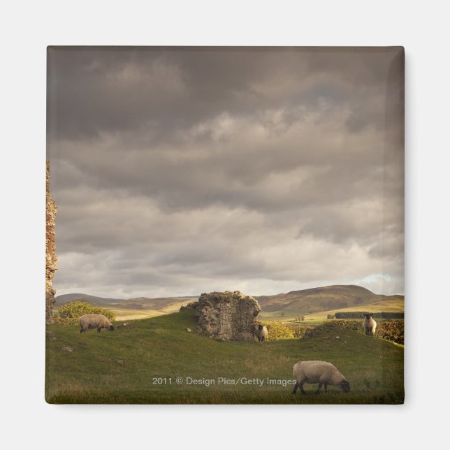Ruins Of Cessford Castle With Sheep Grazing Magnet (Front)