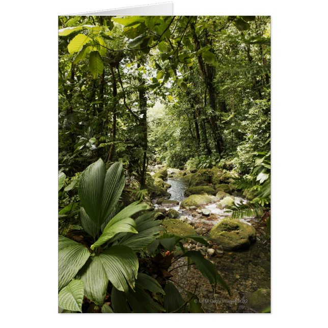 ruisseau en forêt tropicale, Dominique (Devant)