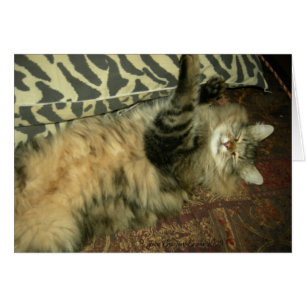 Rum Tum in repose