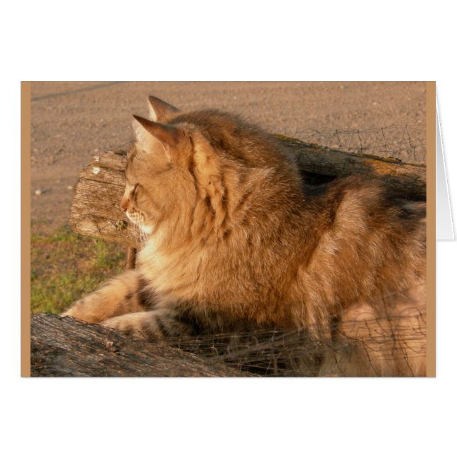 Rum Tum Tiggle (Front Horizontal)